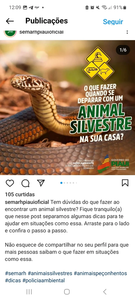 Post “What to do when you find a wild animal at home?”.